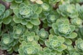 Pink Mongolian Stonecrop Hylotelephium ewersii, plants Royalty Free Stock Photo